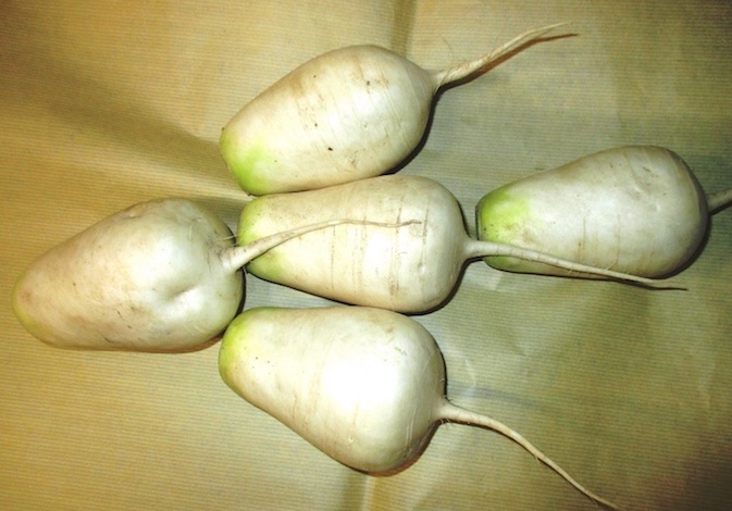 信州辛味大根（長野県産）ねずみ大根|通販商品